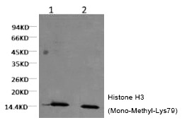 Anti-Mono-methyl-HIST1H3A (Lys79) Antibody (3G114)