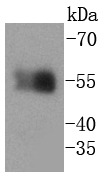 Anti-HA Tag Antibody (9C918)
