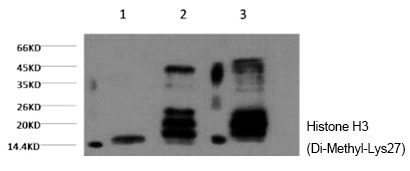 Anti-Di-methyl-HIST1H3A (Lys27) Antibody (6P532)