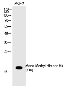 Anti-Mono-methyl-HIST1H3A (Lys10) Polyclonal Antibody