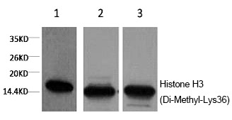 Anti-Di-methyl-HIST1H3A (Lys36) Antibody (3K645)