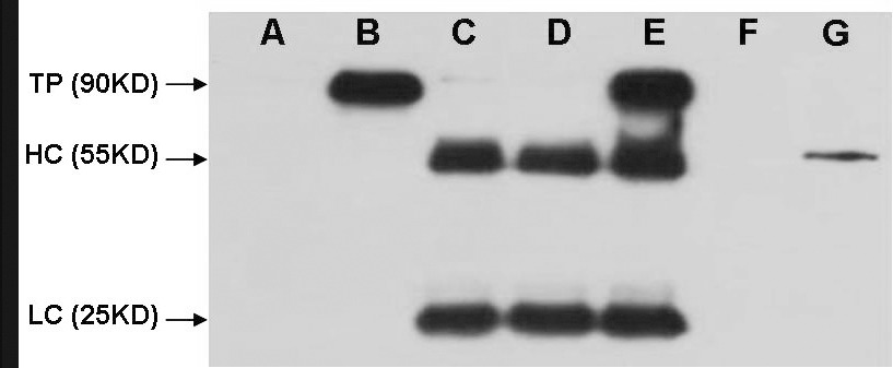 Anti-HA Tag Antibody (6H526)