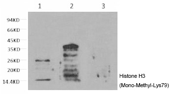 Anti-Mono-methyl-HIST1H3A (Lys79) Antibody (5P810)