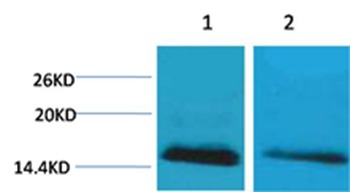 Anti-Mono-methyl-Histone H2B type 1-B (Lys5) Polyclonal Antibody