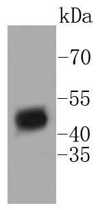 Anti-HDAC3 Antibody (9R940)