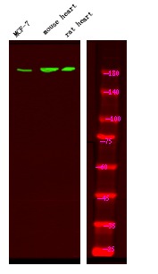 Anti-Phospho-HER4/ERBB4 (Tyr1242) Polyclonal Antibody