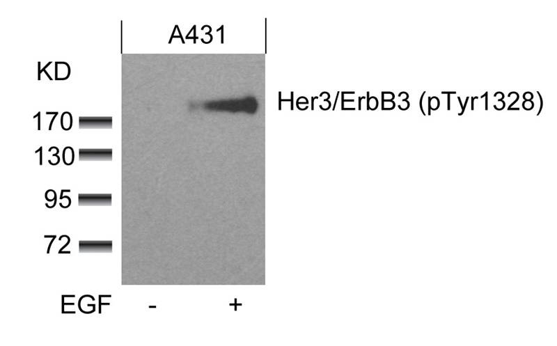 Anti-Phospho-HER3/ERBB3 (Tyr1328) Polyclonal Antibody