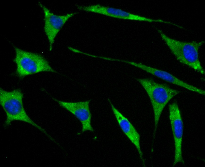 Anti-GEF H1 Antibody (3H958)