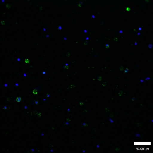 Anti-Phospho-GATA1 (Ser310) Polyclonal Antibody