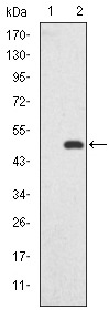 Anti-GKAP Antibody (3C392)