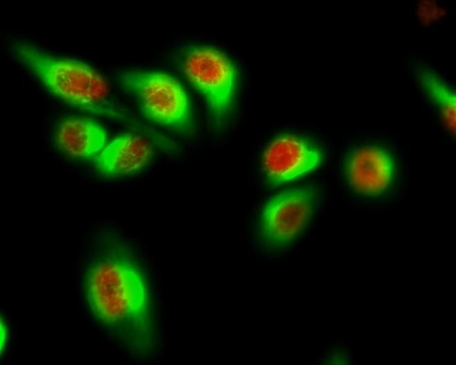 Anti-GFAP Antibody (6C642)