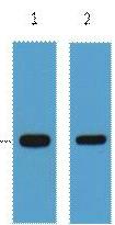 Anti-GFP-Tag Antibody (4B307)