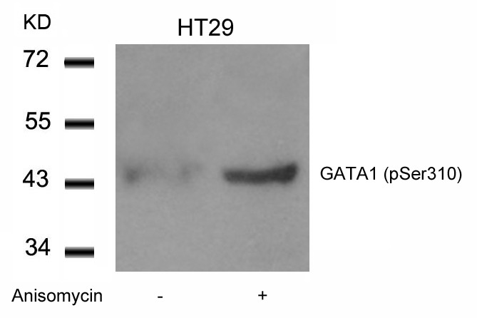 Anti-Phospho-GATA1 (Ser310) Polyclonal Antibody