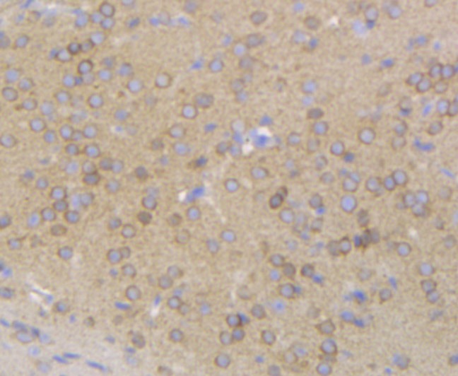 Anti-Gephyrin Antibody (6M904)
