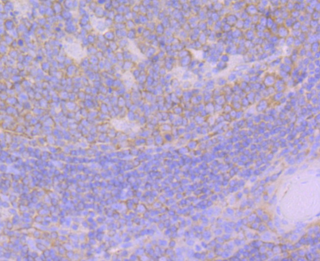 Anti-GEF H1 Antibody (3H958)