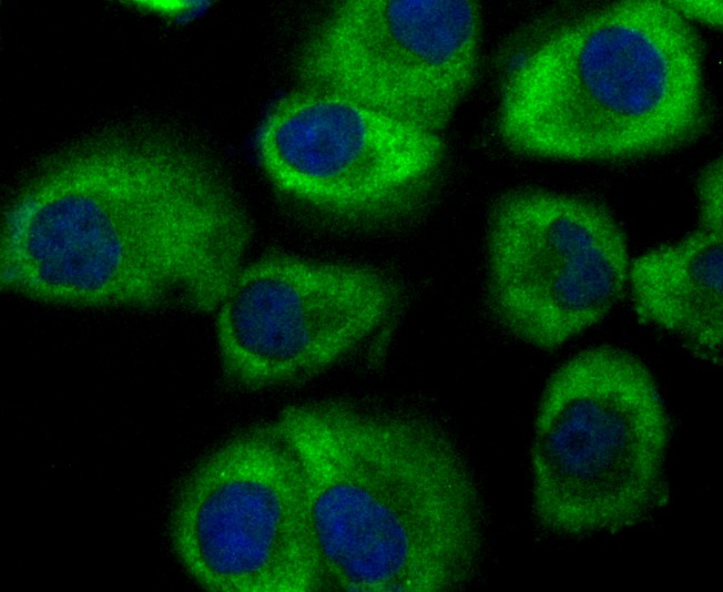 Anti-GEF H1 Antibody (3H958)