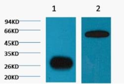 Anti-GFP Antibody (5E625)