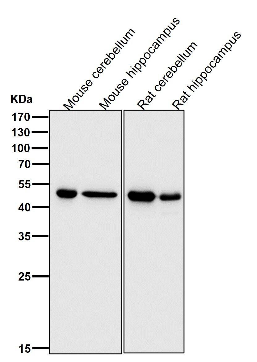 Anti-GFAP Antibody (7W409)