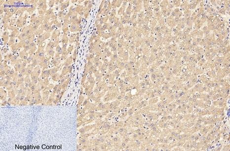 Anti-GFAP Antibody (6C642)