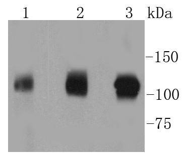 Anti-GART Antibody (9K216)