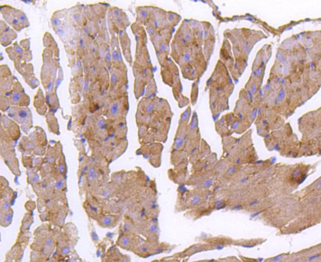 Anti-GARS Antibody (2F92)