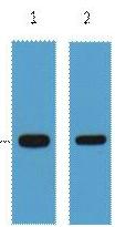 Anti-GFP-Tag Antibody (7C386)