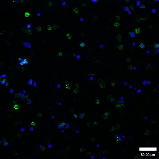 Anti-Phospho-GATA1 (Ser142) Polyclonal Antibody