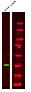 Anti-Phospho-GFAP (Ser13) Polyclonal Antibody