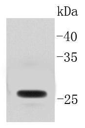 Anti-GFP Antibody (5I373)