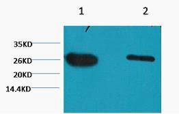 Anti-GFP Antibody (2Z569)