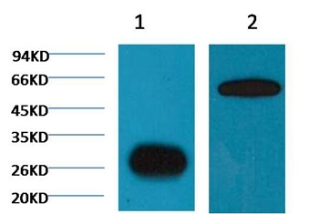 Anti-GFP Antibody (3W750)