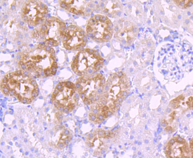 Anti-GATA1 Antibody (4D22)
