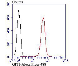 Anti-GIT1 Antibody (6A39)
