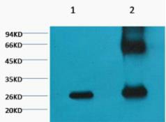 Anti-GFP Antibody (2Z569)