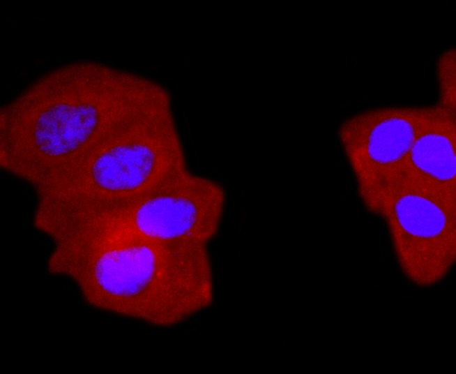 Anti-Gamma Tubulin Antibody (3T847)