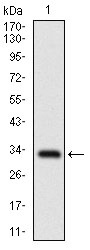 Anti-FATP2 Antibody (4L226)