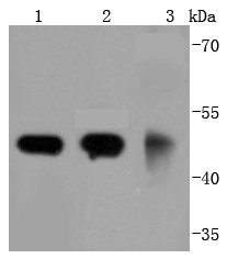 Anti-Gamma Tubulin Antibody (3T847)