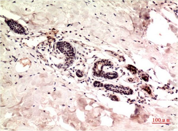 Anti-Gamma Tubulin Antibody (2M967)