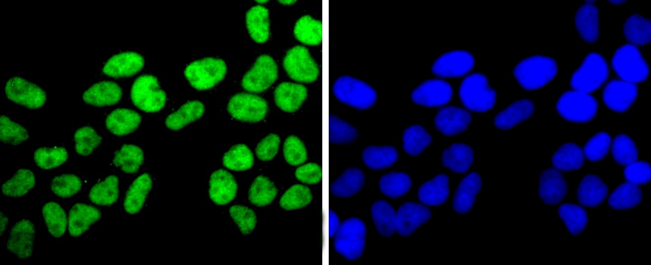 Anti-FUS Antibody (3F162)