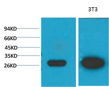 Anti-LGALS3 Antibody (2I204)