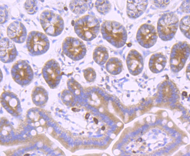 Anti-Gamma Tubulin Antibody (3T847)