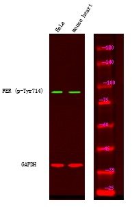 Anti-Phospho-FER (Tyr714) Polyclonal Antibody