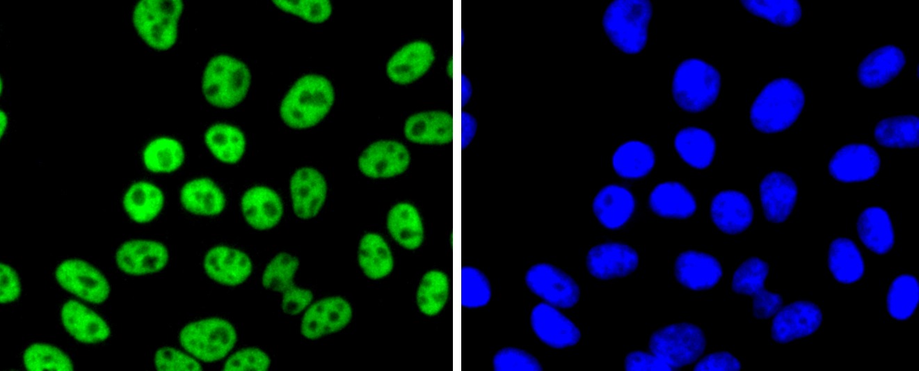 Anti-FUBP1 Antibody (1H129)