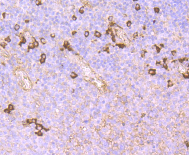 Anti-Fc epsilon RI Antibody (5H603)