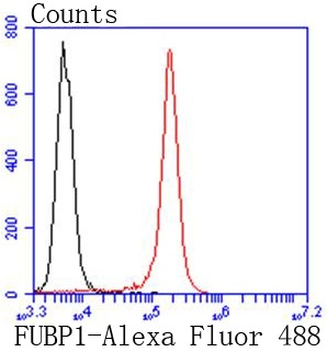 Anti-FUBP1 Antibody (1H129)