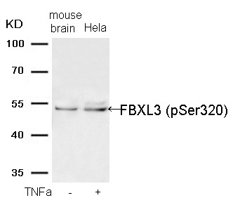 Anti-Phospho-FBXL3 (Ser320) Polyclonal Antibody