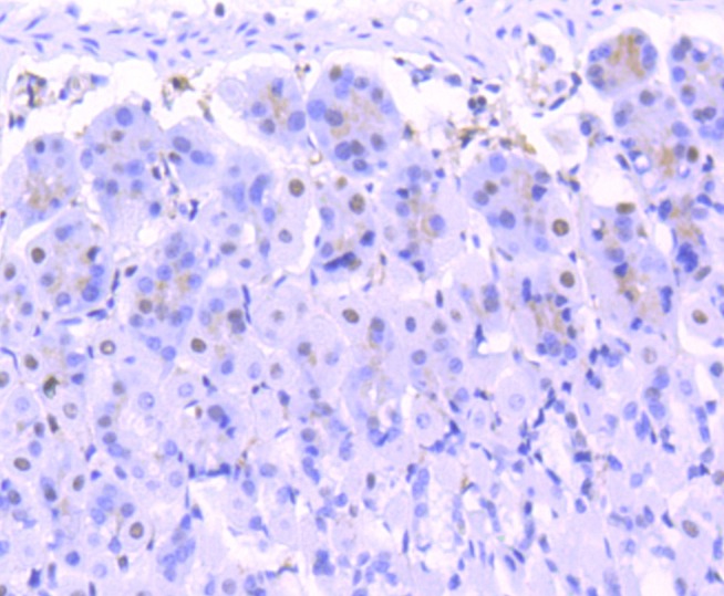 Anti-FUBP1 Antibody (1H129)