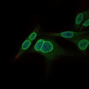 Anti-GCNF Antibody (6U757)
