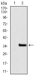 Anti-GCNF Antibody (6U757)