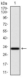 Anti-GCNF Antibody (6U757)